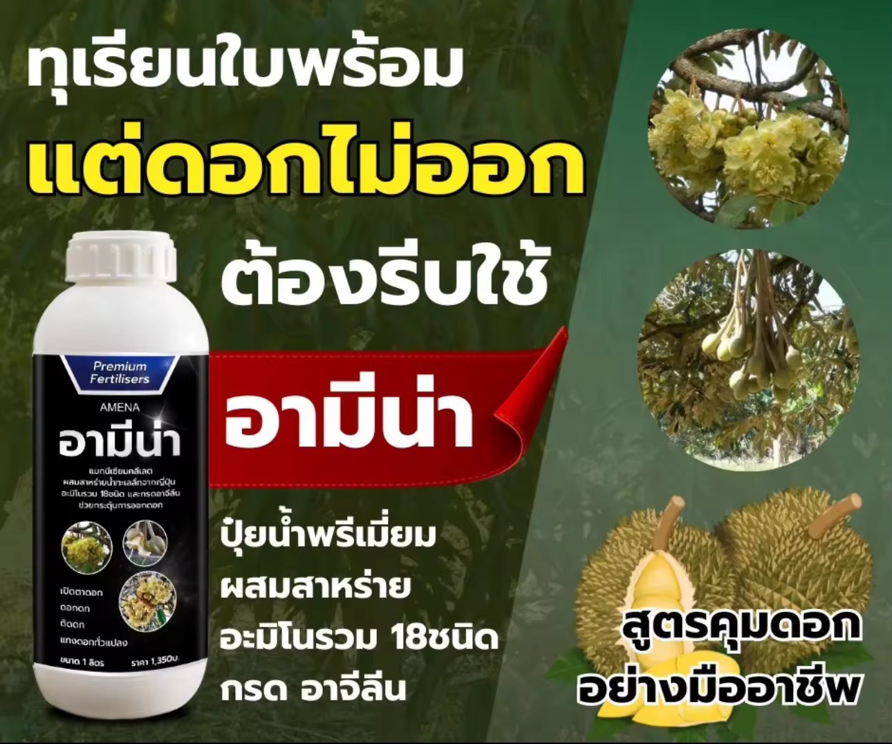 เปิดตาดอก อามีน่า ดอกดก ติดผลมากขึ้น ขนาด 1ลิตร สาหร่าย อะมิโน เปิดตาดอกทุเรียน